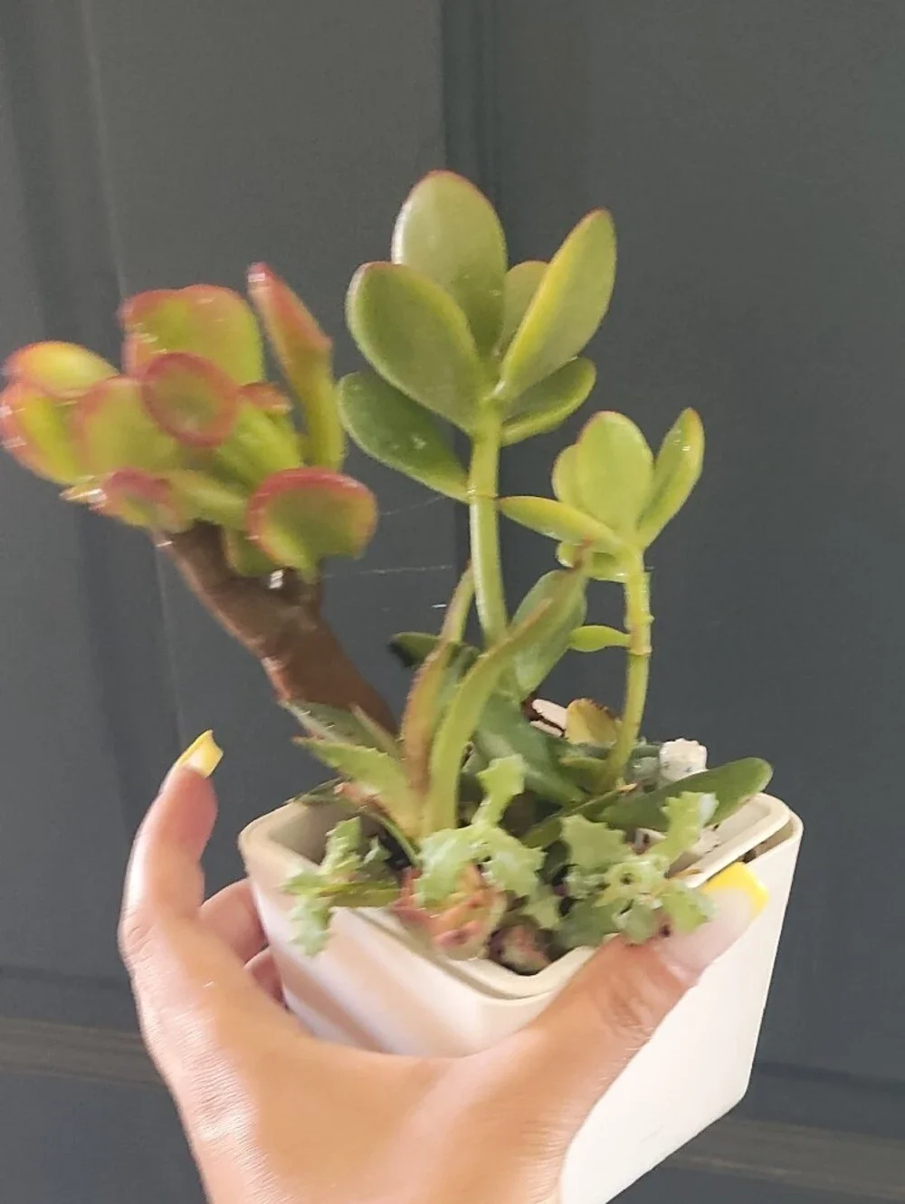 Succulent Variety With White Planter Pot